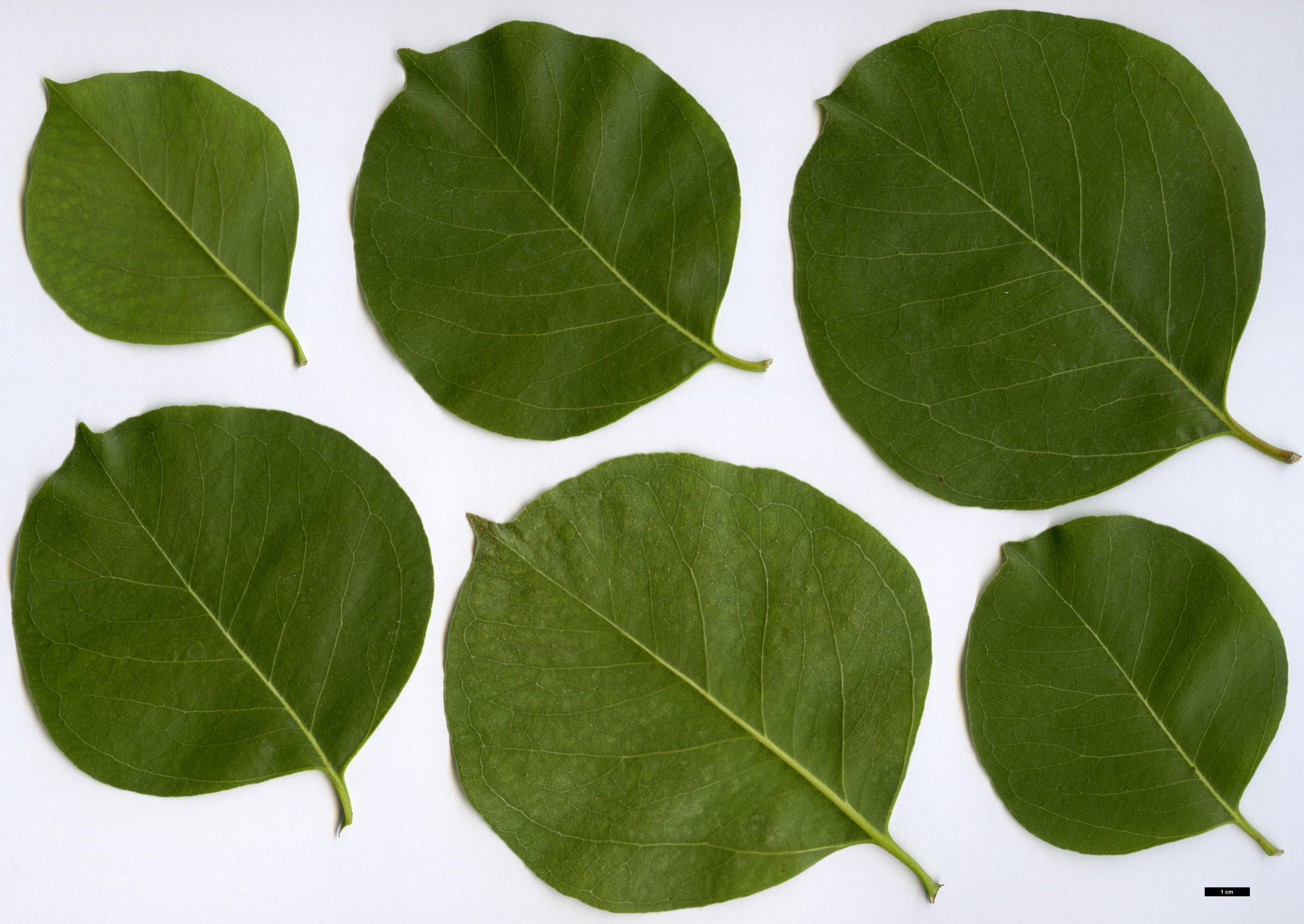 High resolution image: Family: Myrtaceae - Genus: Eucalyptus - Taxon: amplifolia - SpeciesSub: subsp. amplifolia